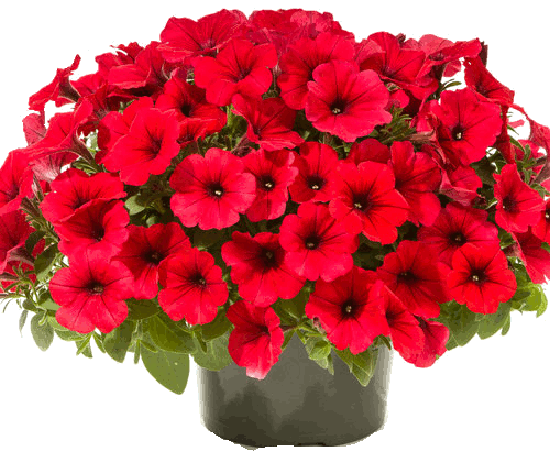 bright red ProvenWinners Petunias in a pot